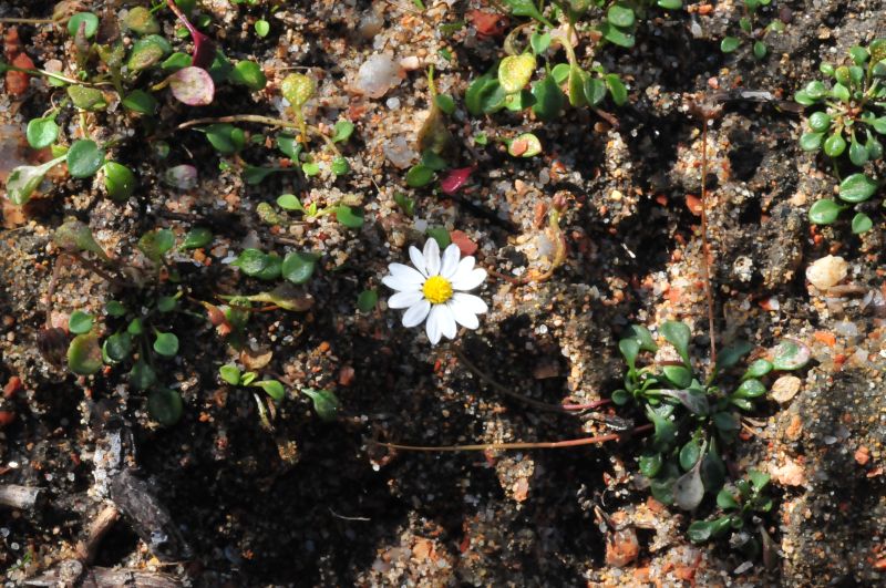 Bellium bellidioides / Pratolina spatolata